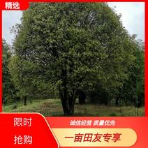 丛生桂花15-20-30-40-50-70公分各规格树