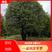 丛生桂花15-20-30-40-50-70公分各规格树