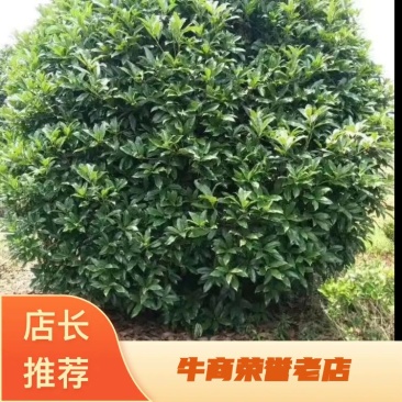 精品金桂桂花18-20公分，高4米，冠4米，