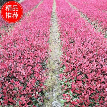 红叶石楠苗红叶石楠树桂花苗，杜鹃苗，金森女贞，红继木苗