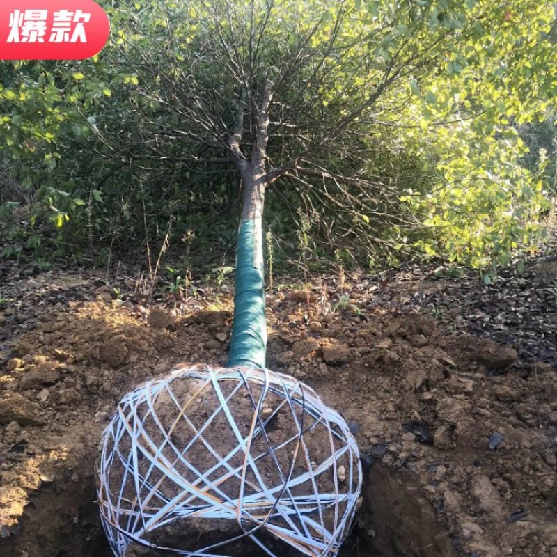 10香樟10-12-13-14-15全冠骨架发冒香樟截杆