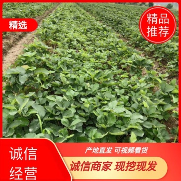 精品红颜草莓苗【各品种齐全】质量保证免费技术指导