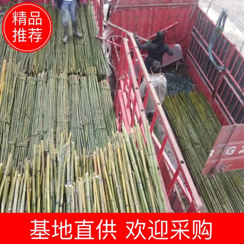 四川广安基地直供精品白夹竹竹，竹子西瓜棚，蔬菜专用，大量供应