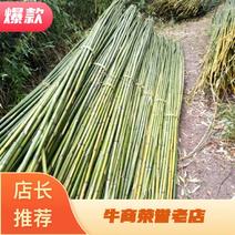 四川广安基地直供精品竹子大棚用竹菜架竹蔬菜专用，欢迎采购