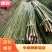 四川广安基地直供精品竹子大棚用竹菜架竹蔬菜专用，欢迎采购