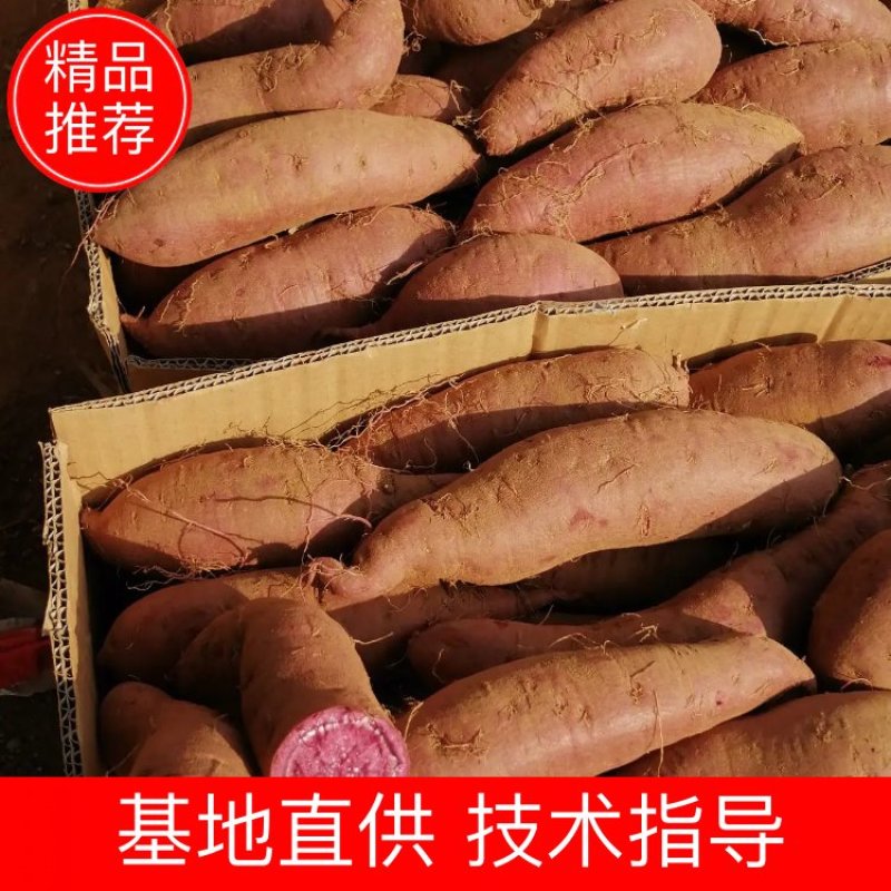山东紫薯紫罗兰电商品质万亩基地直销一手货源