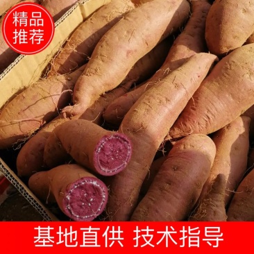 山东紫薯紫罗兰电商品质万亩基地直销一手货源