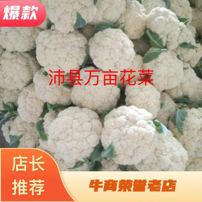 （精品）徐州沛县万亩有机花菜品质上乘，全国发货