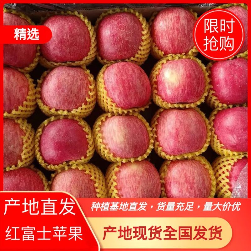 山东红富士苹果🍎大量上市，口感脆甜，品质保障，欢迎采购~