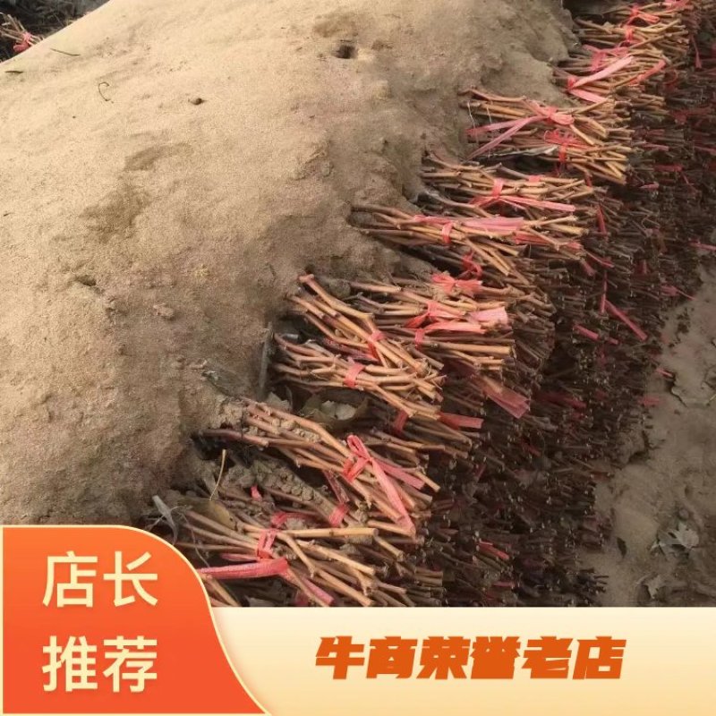 优质蓝宝石葡萄苗店铺所有葡萄苗全是自家繁殖诚信经营