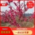 樱花树苗，樱花苗，垂枝樱花，染井垂枝，一叶，日本樱花