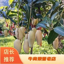 芒果，晚熟芒果、象牙芒，云南晚熟芒果，9-11月成熟