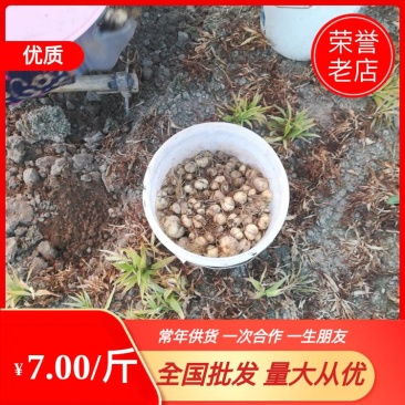 【推荐】江苏东台优质贝母种植基地现挖现发常年供货量大