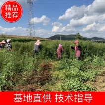 毛桃苗，优质毛桃苗，基地直供，根须发达，无病害