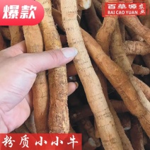 批发新鲜牛大力薯鲜货小小牛大叶品种粉质小小薯长期供应