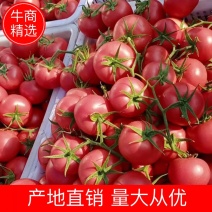 【精品】硬粉西红柿，个头均匀，量大优先，电话联系更优惠！