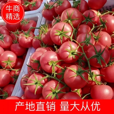 【精品】硬粉西红柿，个头均匀，量大优先，电话联系更优惠！