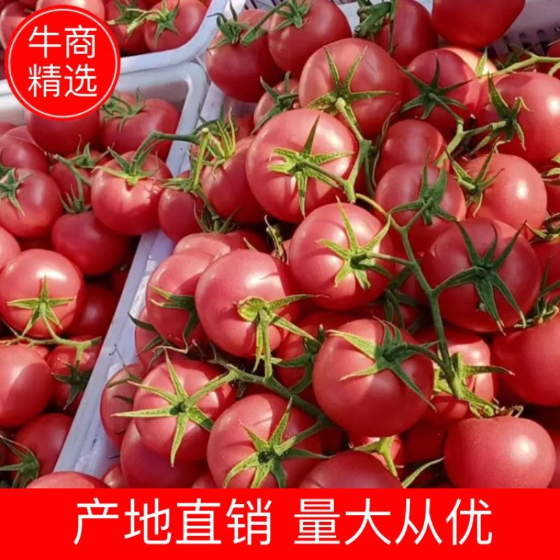 【精品】硬粉西红柿，个头均匀，量大优先，电话联系更优惠！