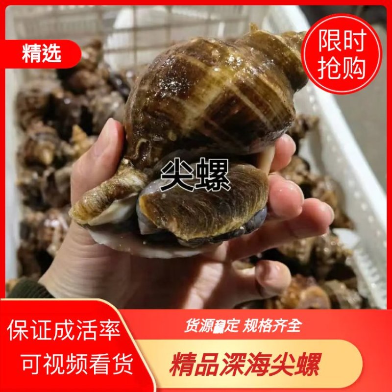 深海尖螺货源稳定规格齐全量大优惠！保证成活率