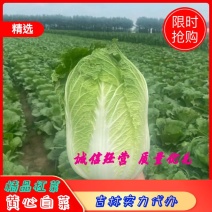 吉林四平怀德镇杠菜黄心白菜大量上市4~6斤净菜诚信经营