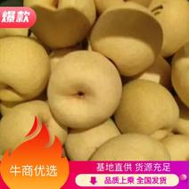 （实力供货）陕西乾县优质酥梨光果200~250g基地直供