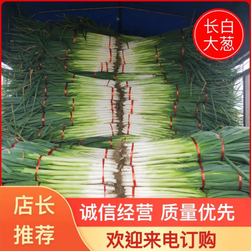 【推荐】长白大葱净葱3cm左右40cm以上产地直销质量保障