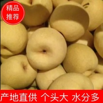陕西乾县酥梨200~250g光果基地直供量大从优