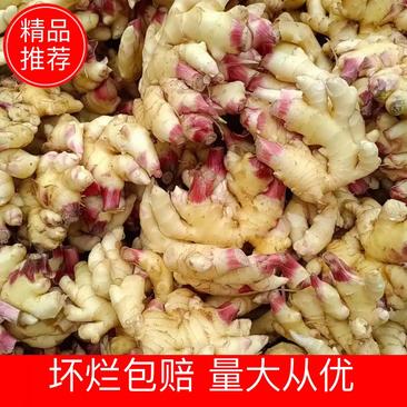 【批发】陕西城固生姜大量上市，个大辣味足，量大从优，姜种
