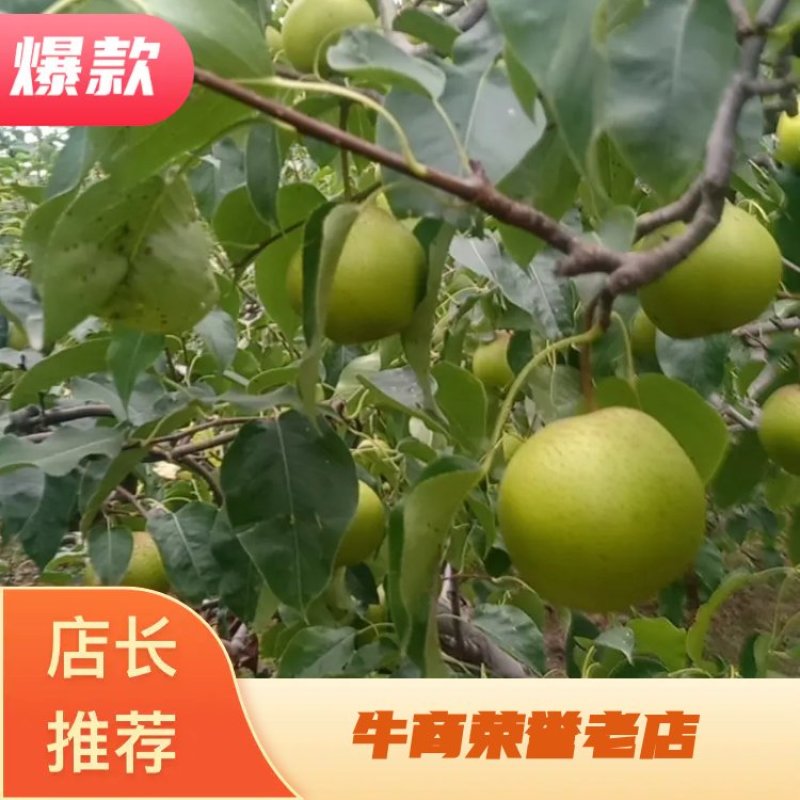 （基地直供）陕西乾县雪花梨200~250g光果品质上乘
