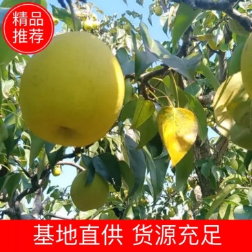 陕西乾县长把梨洋梨酸甜可口，基地直供，货源充足