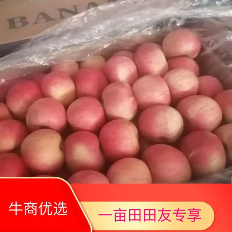 （基地直供）河北优质富士，黄元帅，货源充足，脆甜爽口