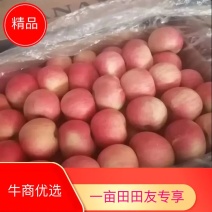 （基地直供）河北优质富士，黄元帅，货源充足，脆甜爽口