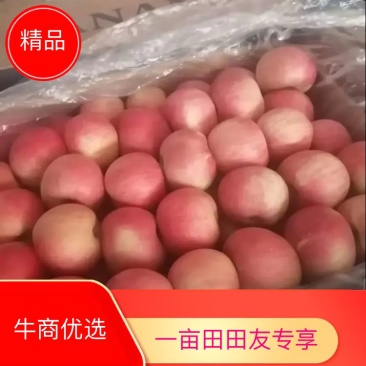 （基地直供）河北优质富士，黄元帅，货源充足，脆甜爽口