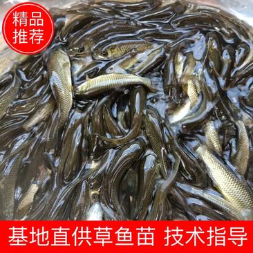 鱼场直供优质草鱼苗，抗病毒强，皮毛5~8cm人工养殖