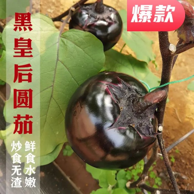 【牛商】黑圆茄种子黑皇后紫黑皮有光泽生吃水嫩甜不麻嘴