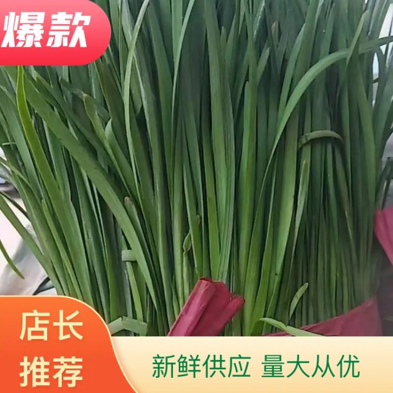 万亩韭菜大量低价供货一手货源包客商满意