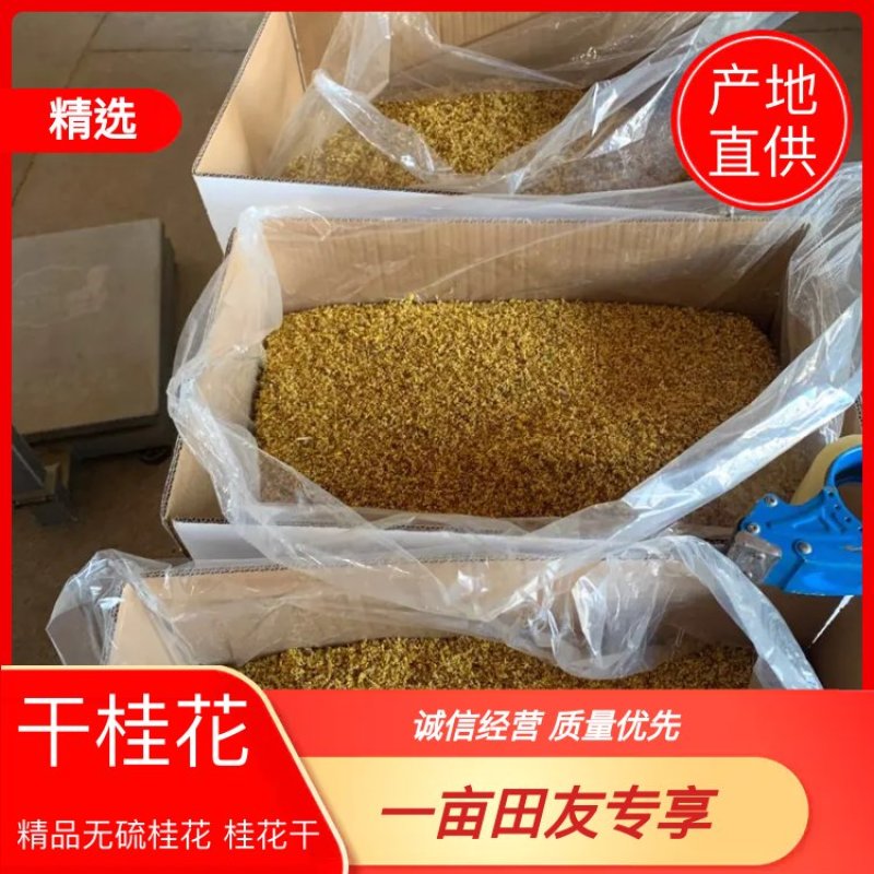干桂花大货，一手货源，产地批发量大重优，大量上新