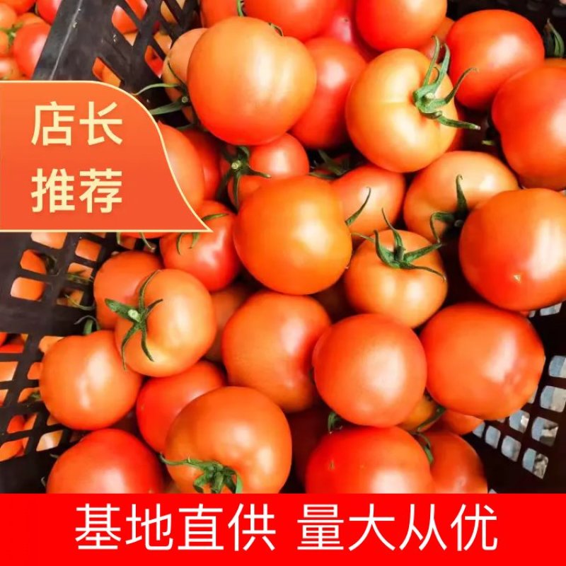 【优质】山东西红柿货源充足，质量保证，量大从优，来电优惠