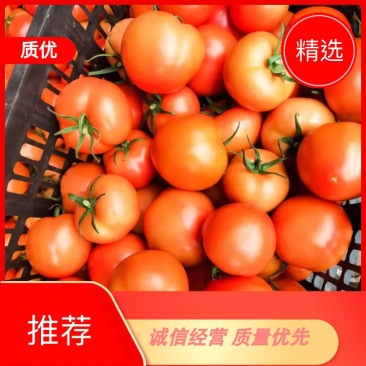 【优质】山东西红柿货源充足，质量保证，量大从优，来电优惠