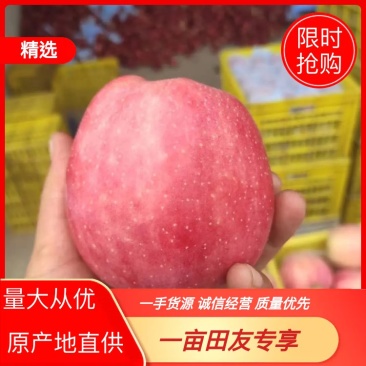 天水纸袋花牛苹果大量上市保质保量物美价廉欢迎选