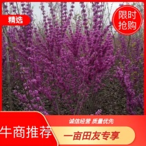 紫荆，大小规格都有，庭院种植或园林绿化