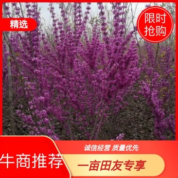 紫荆,大小规格都有,庭院种植或园林绿化