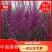 紫荆,大小规格都有,庭院种植或园林绿化