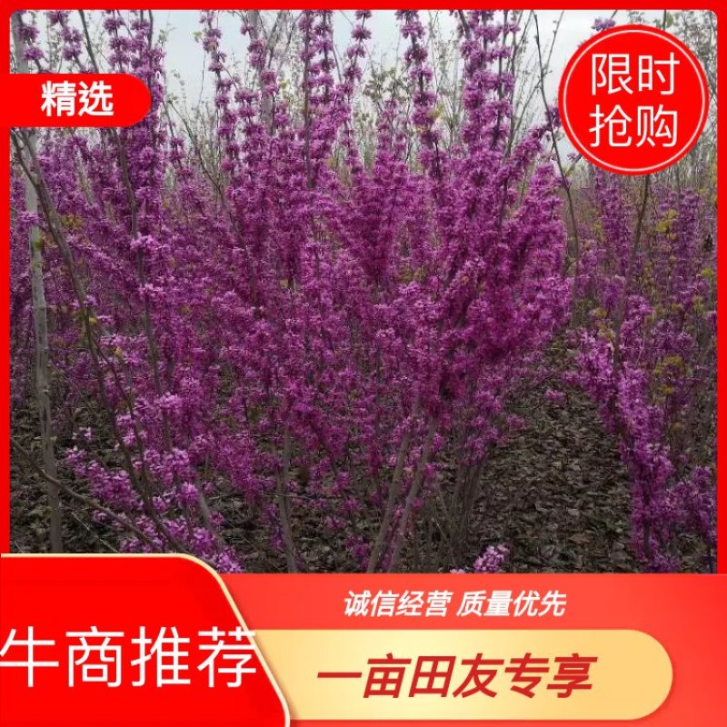 紫荆，大小规格都有，庭院种植或园林绿化