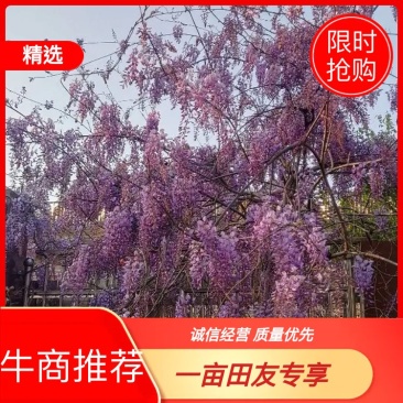 紫藤爬藤植物,多做庭院或园林棚架,规格齐全