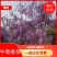 紫藤爬藤植物,多做庭院或园林棚架,规格齐全