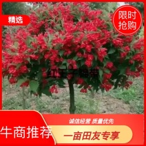 红王子锦带产地直销，抗寒抗寒好栽易活花量大花期长农户直销