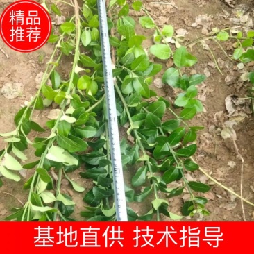 卫矛50高60高70高大冠幅可带小土球