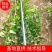 卫矛50高60高70高大冠幅可带小土球