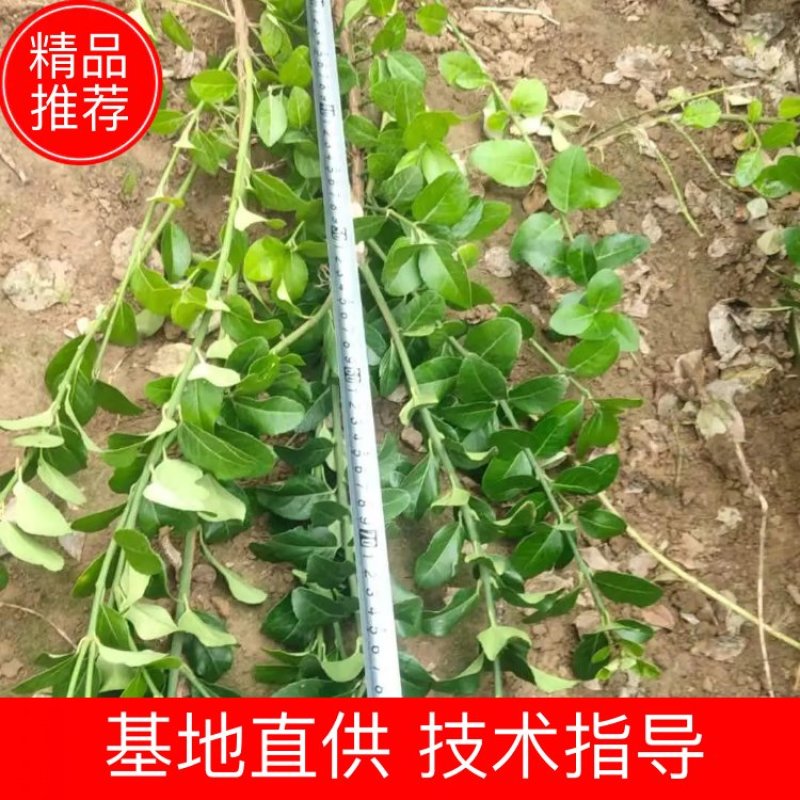 卫矛50高60高70高大冠幅可带小土球
